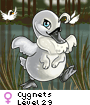 Cygnets