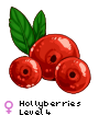 Hollyberries
