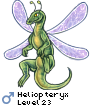 Heliopteryx