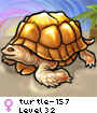 turtle-157