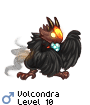 Volcondra