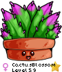 CactusBlossom