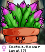 Cactus_flower