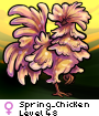 Spring_Chicken