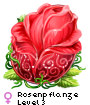 Rosenpflanze