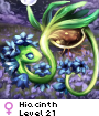 Hiacinth