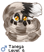 Taneya