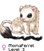 MomaFerret