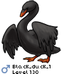 Black_duck_1