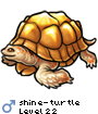 shine-turtle