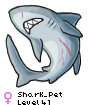Shark_Pet